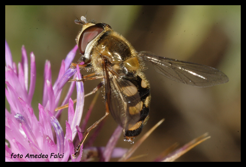 Altro Syrphidae della Sila (CS).